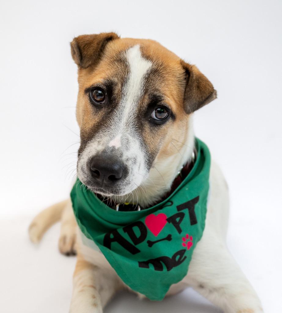 Enlarge Gimbapi, a Adoptable Australian Cattle Dog / Blue Heeler in Fort Lupton, CO image 3/4