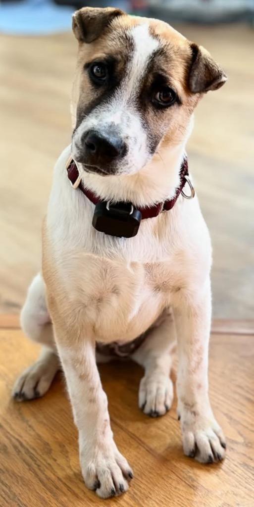 Enlarge Gimbapi, a Adoptable Australian Cattle Dog / Blue Heeler in Fort Lupton, CO image 4/4