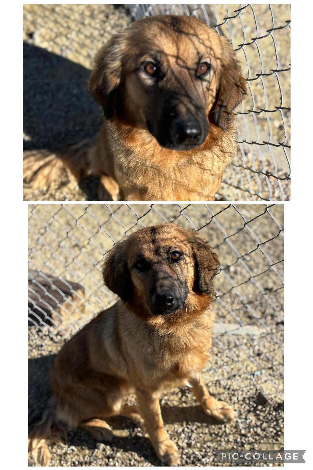 Roxy, Adoptable, Adult Female Mixed Breed.