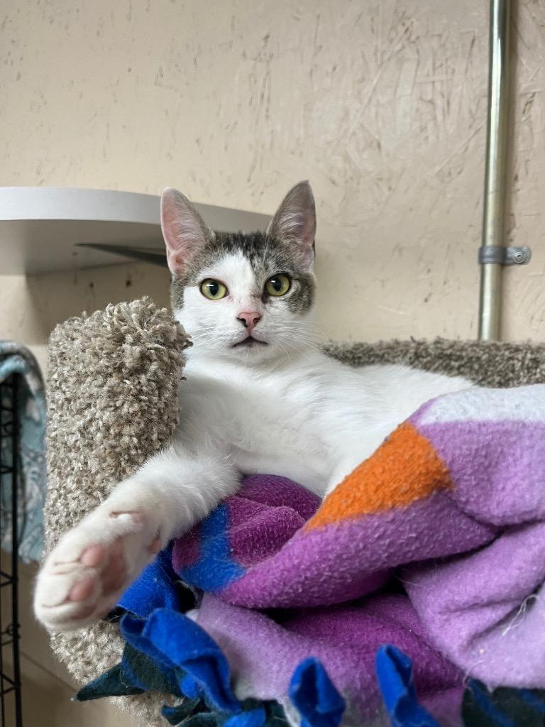 Uno K, Adoptable, Adult Female Domestic Short Hair.