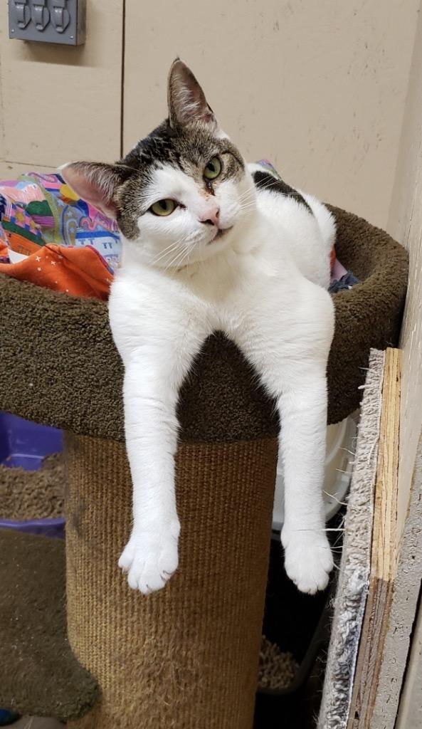 Enlarge Uno K, a Adoptable mixed breed in Sherwood, OR image 2/5