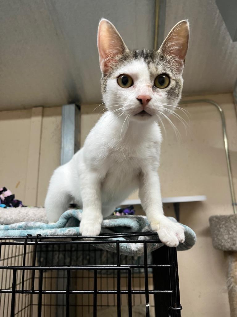 Enlarge Uno K, a Adoptable mixed breed in Sherwood, OR image 4/5