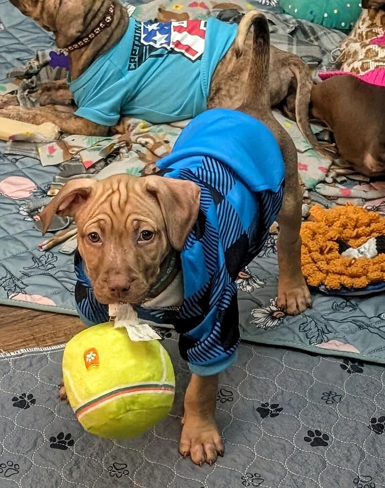 Post, Adoptable, Puppy Male Labrador Retriever.