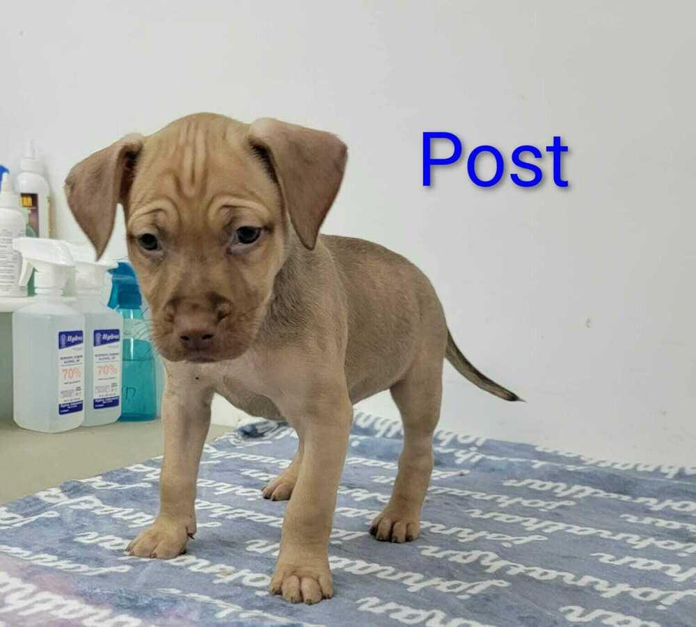 Post, a Adoptable mixed breed in Waunakee, WI image 2/4