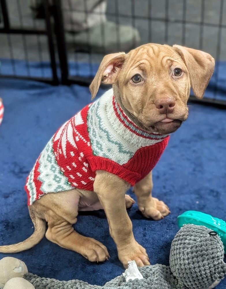 Post, a Adoptable mixed breed in Waunakee, WI image 3/4