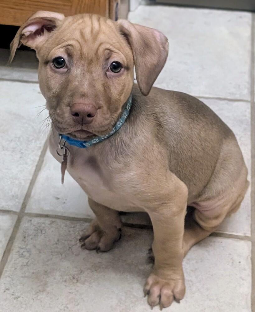 Post, a Adoptable mixed breed in Waunakee, WI image 4/4