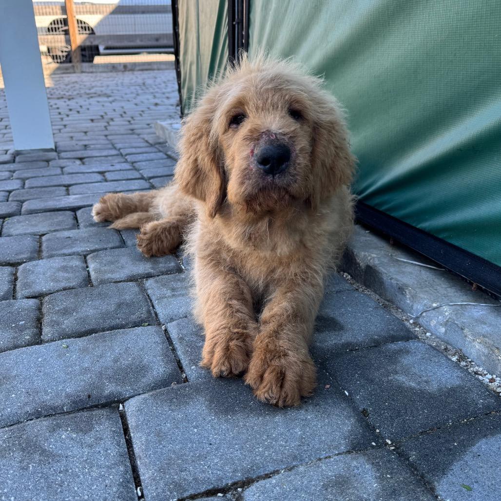 CONFETTI, Adoptable, Puppy Male Golden Retriever & Standard Poodle.