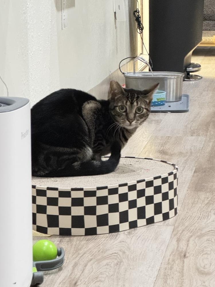 Enlarge Mouse 5, a Adoptable mixed breed in tucson, AZ image 1/4