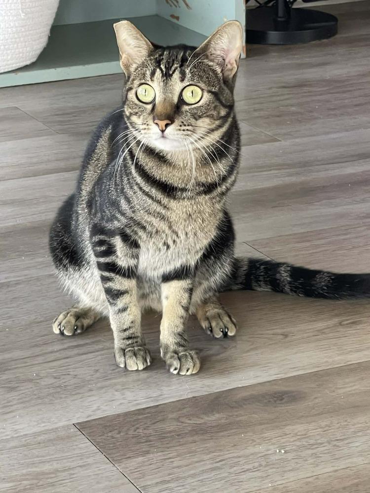 Mouse 5 — thumbnail 2