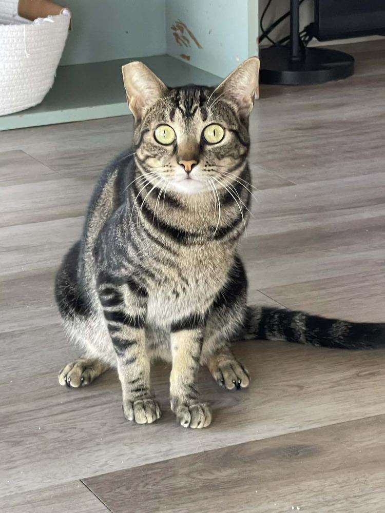 Enlarge Mouse 5, a Adoptable mixed breed in tucson, AZ image 3/4