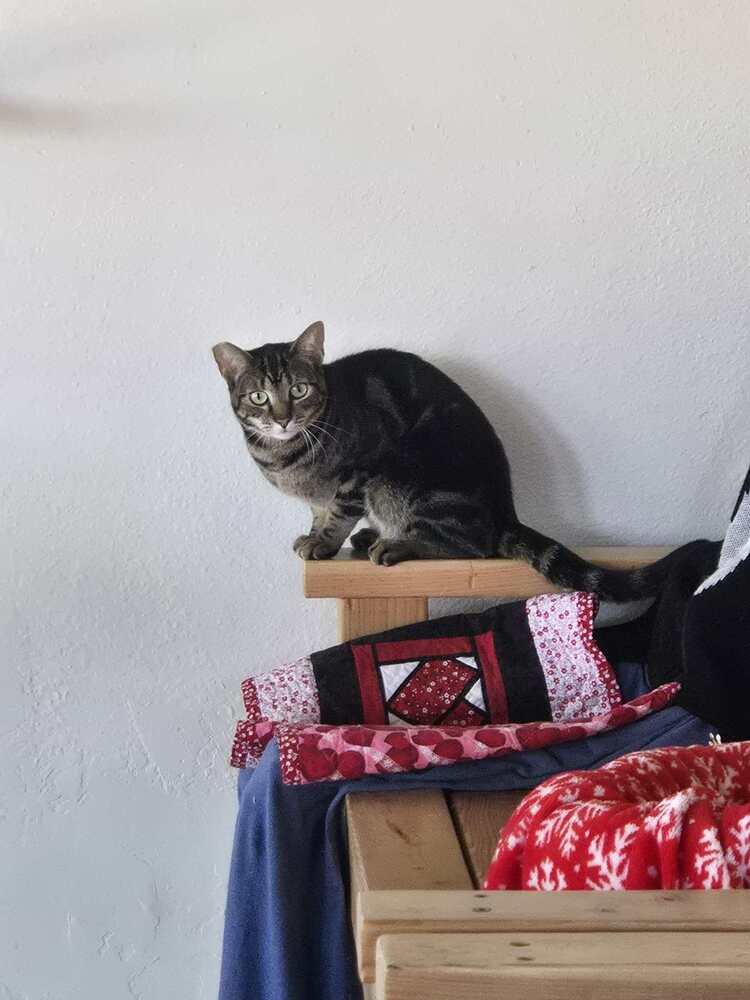 Enlarge Mouse 5, a Adoptable mixed breed in tucson, AZ image 4/4