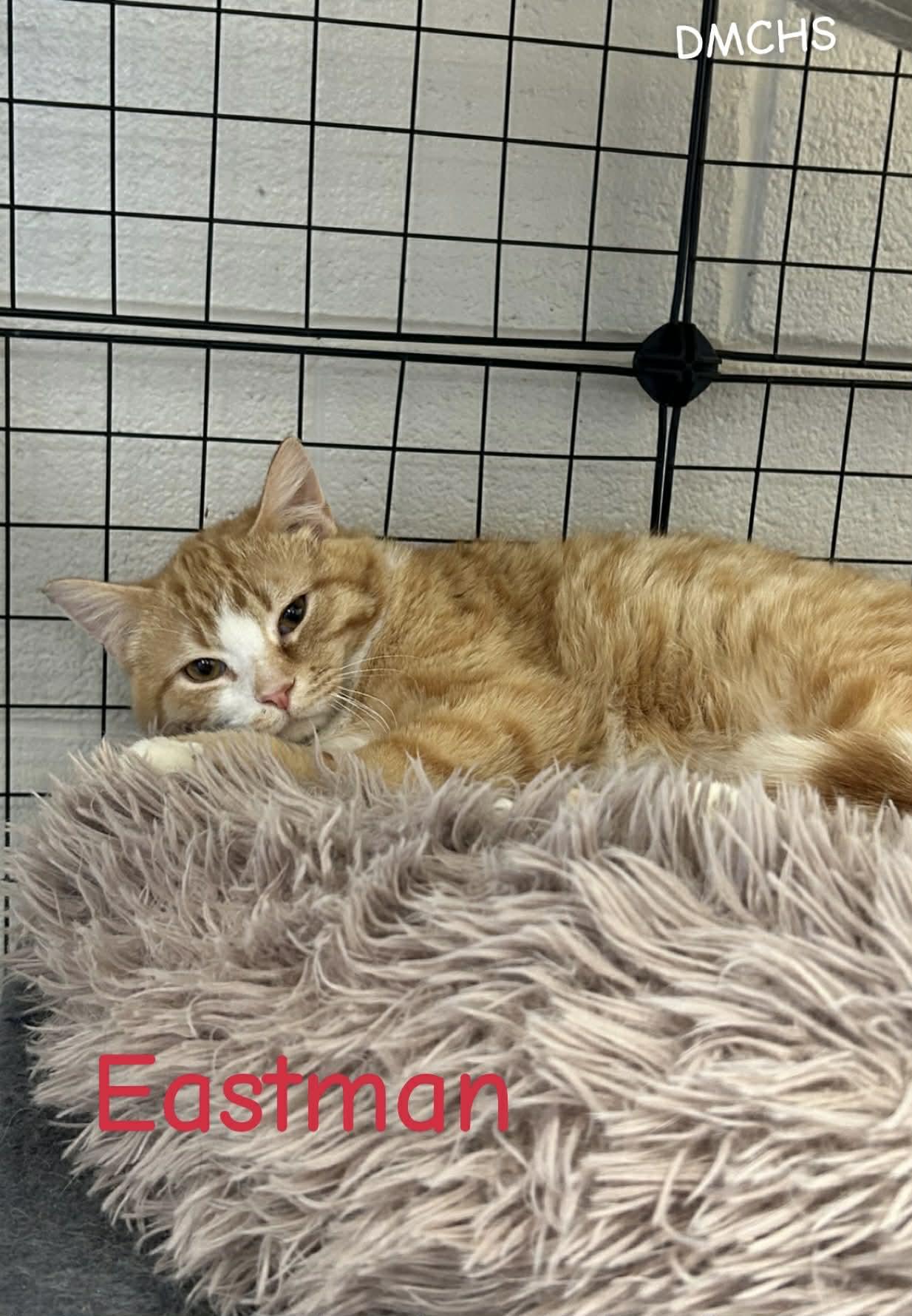 Eastman, Adoptable, Young Male Domestic Short Hair.