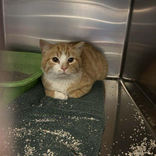 Enlarge Eastman, a Adoptable Domestic Short Hair in Burlington, IA image 2/2