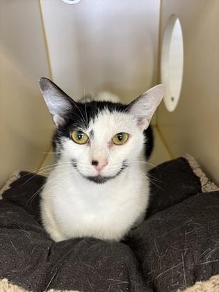 Precious, Adoptable, Young Female Manx & Domestic Short Hair.