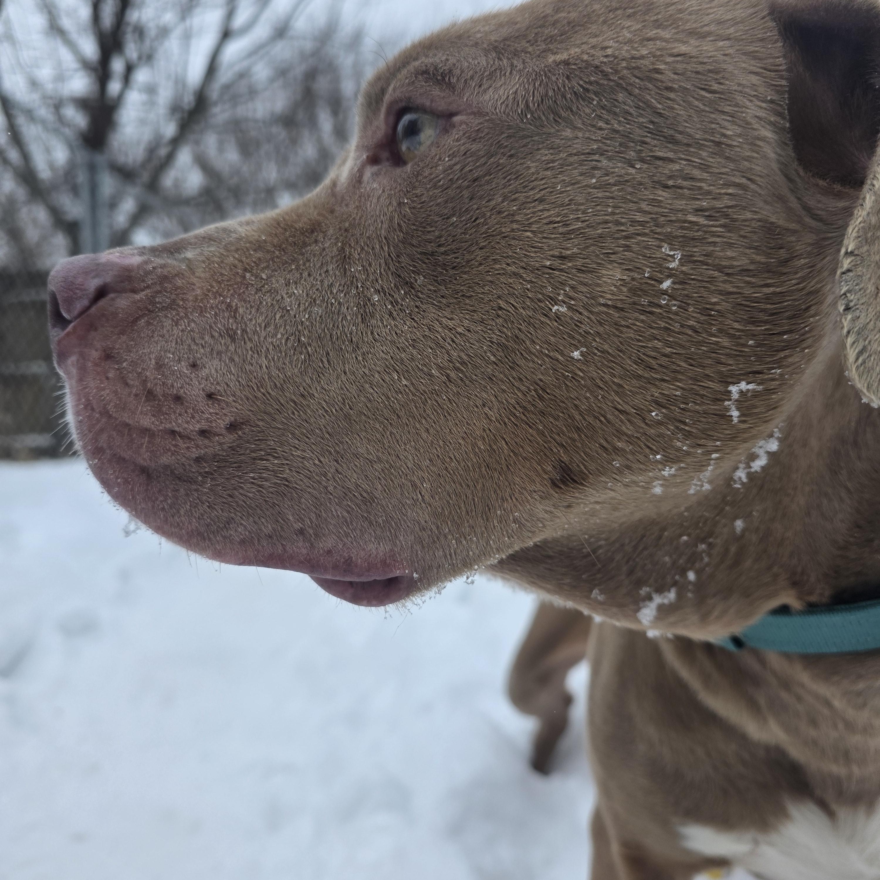Simba, a ADOPTABLE American Staffordshire Terrier in Battle Creek, MI image 2/4