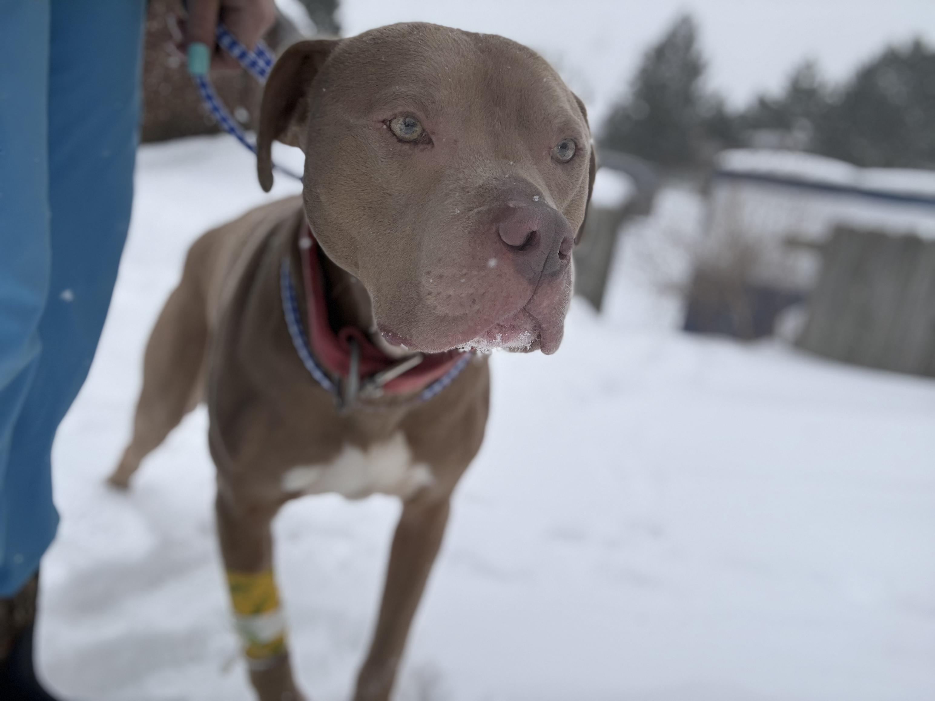 Simba, ADOPTABLE, Adult Male American Staffordshire Terrier.