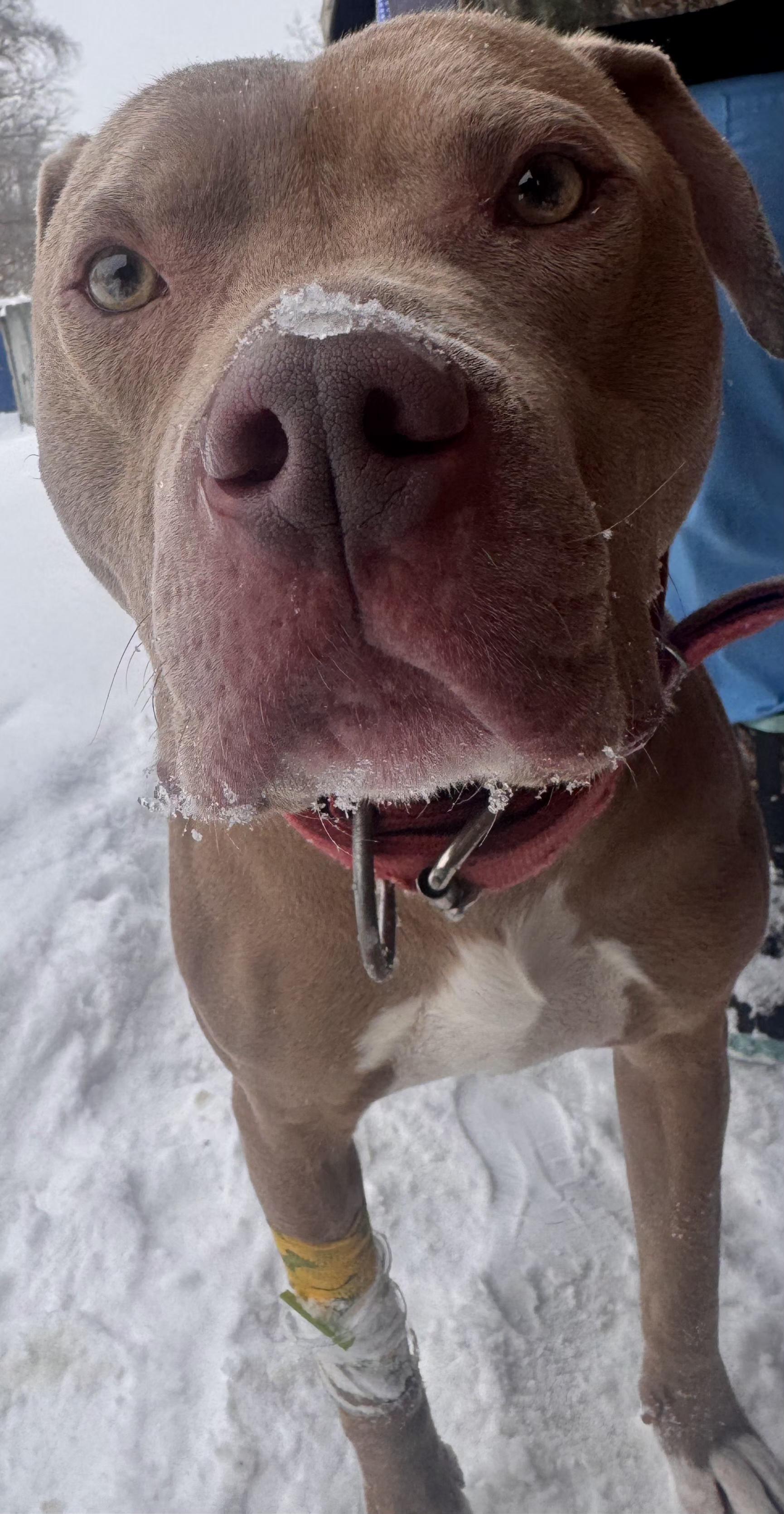 Simba, a ADOPTABLE American Staffordshire Terrier in Battle Creek, MI image 3/4
