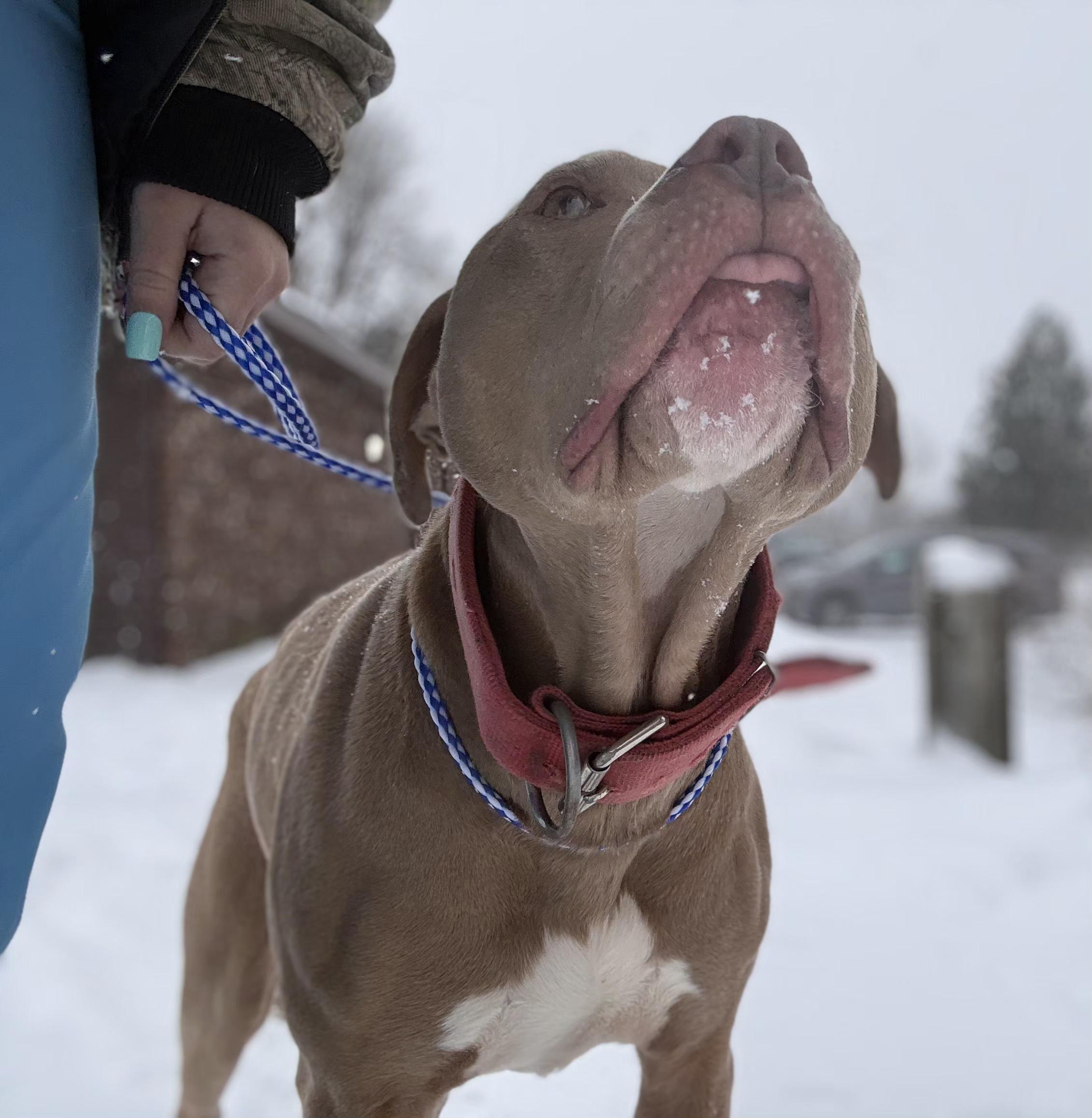 Simba, a ADOPTABLE American Staffordshire Terrier in Battle Creek, MI image 4/4