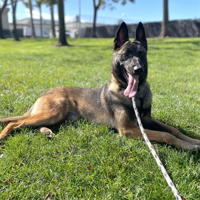 Enlarge HOLLY, a Adoptable Belgian Shepherd / Malinois in Rancho Cucamonga, CA image 1/1