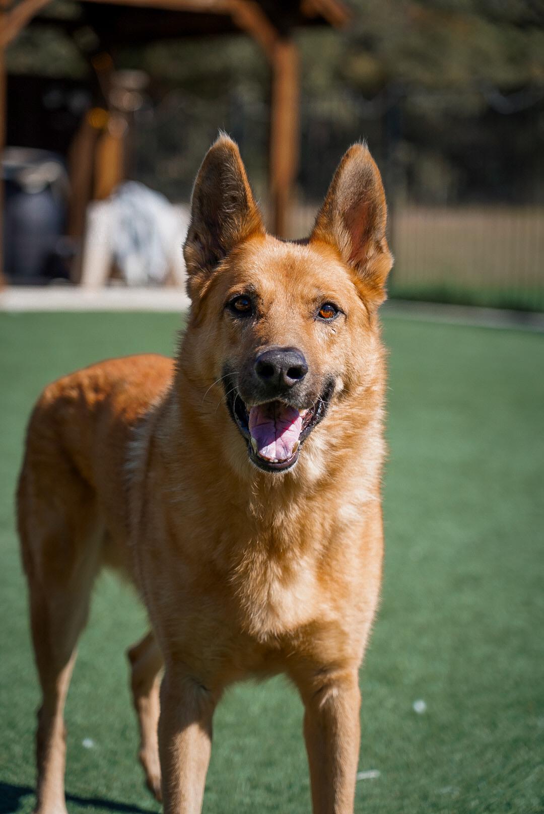 Chevy, Adopted, Adult Male German Shepherd Dog.