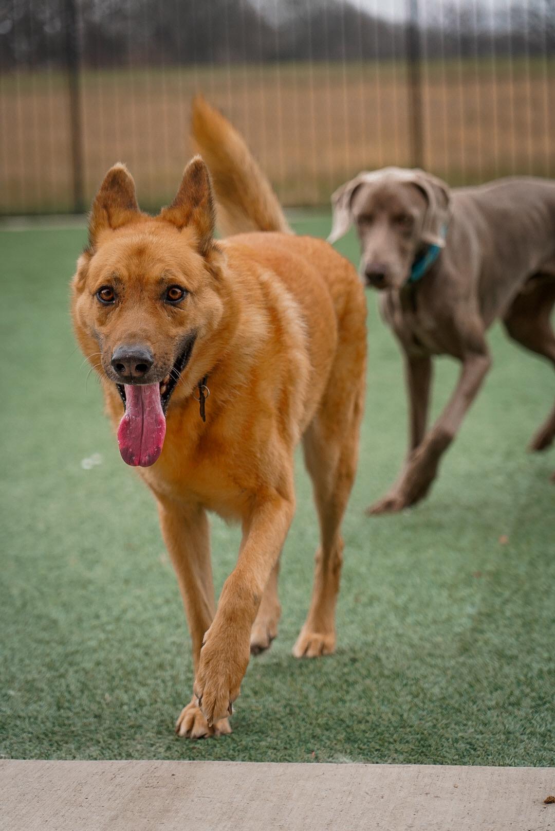 Chevy, a Adopted German Shepherd Dog in Mckinney, TX image 2/5