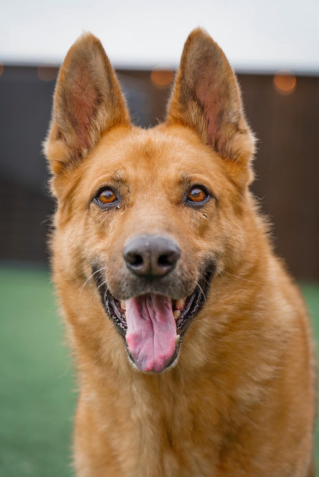 Chevy, a Adopted German Shepherd Dog in Mckinney, TX image 3/5