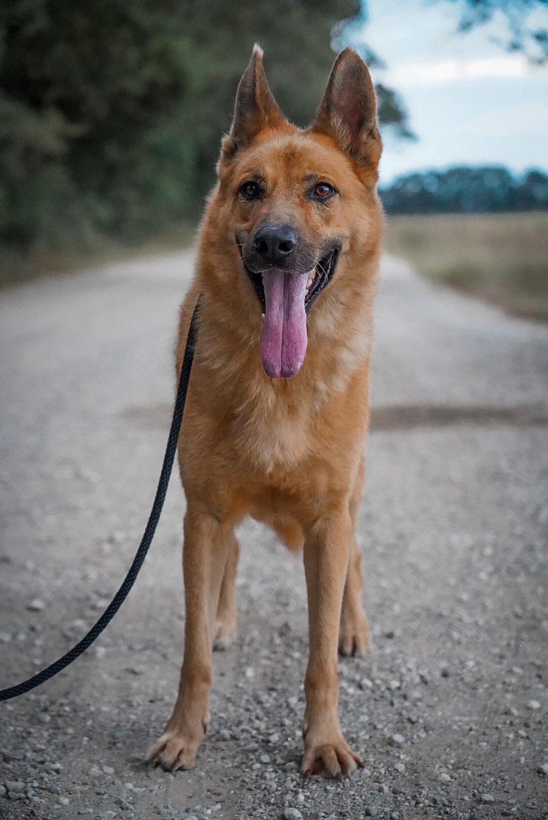 Chevy, a Adopted German Shepherd Dog in Mckinney, TX image 4/5
