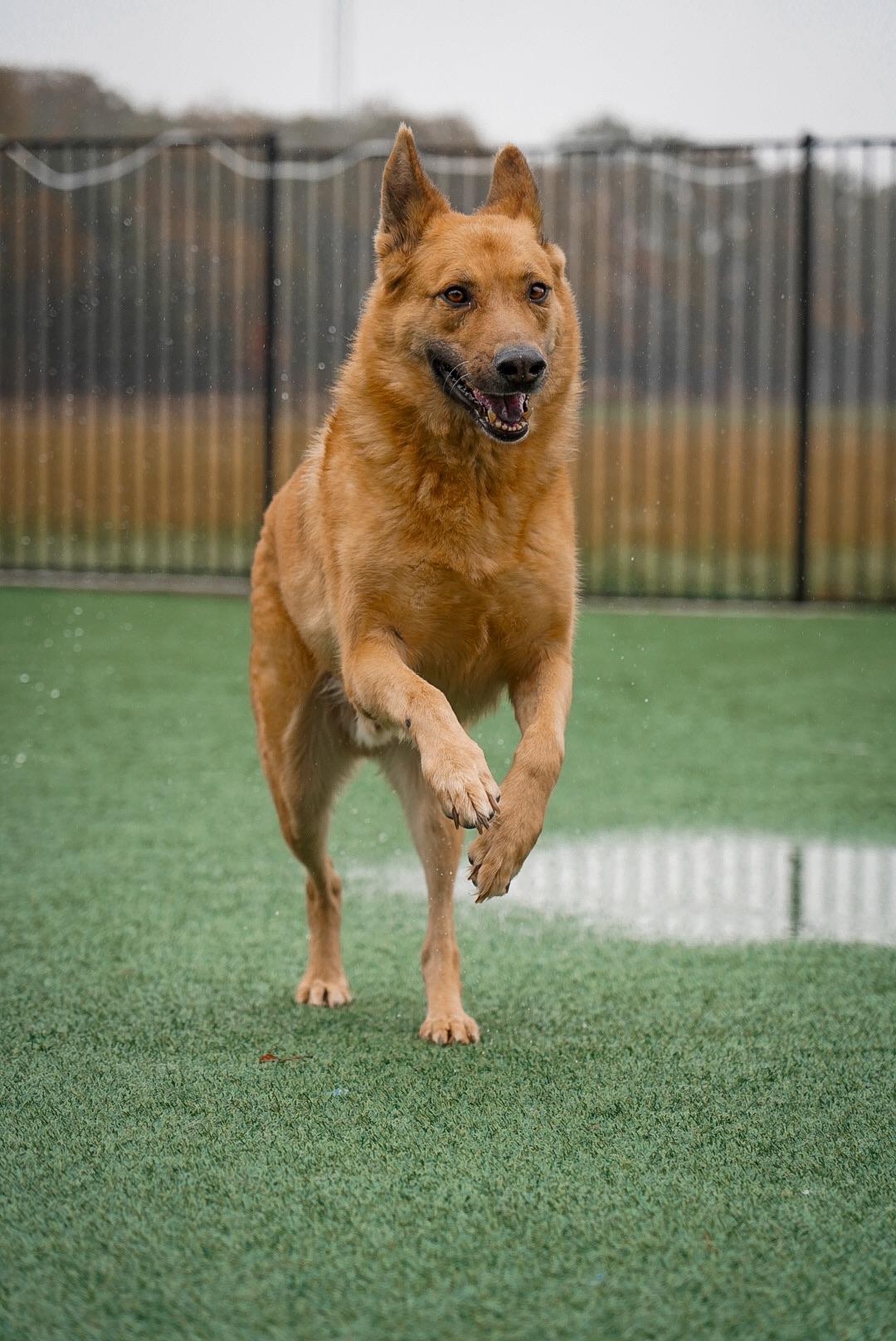 Chevy, a Adopted German Shepherd Dog in Mckinney, TX image 5/5