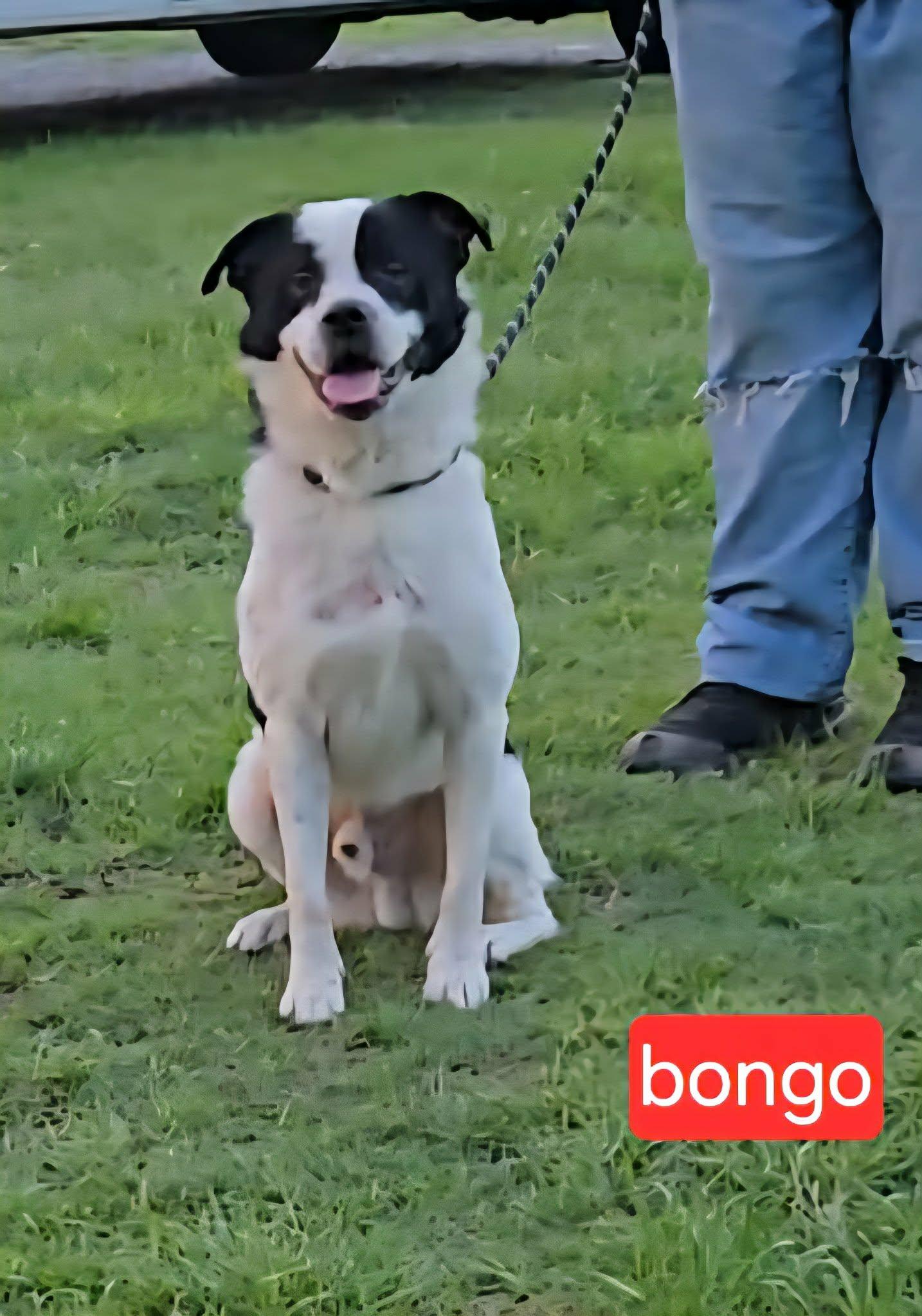 Bongo, adopted, Young Male Collie & Labrador Retriever.