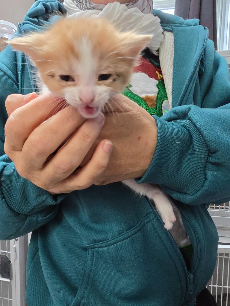 Prancer, Adoptable, Kitten Male Domestic Medium Hair.