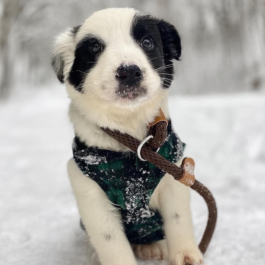 Enlarge BK, an adopted mixed breed in Bethlehem, PA image 1/3