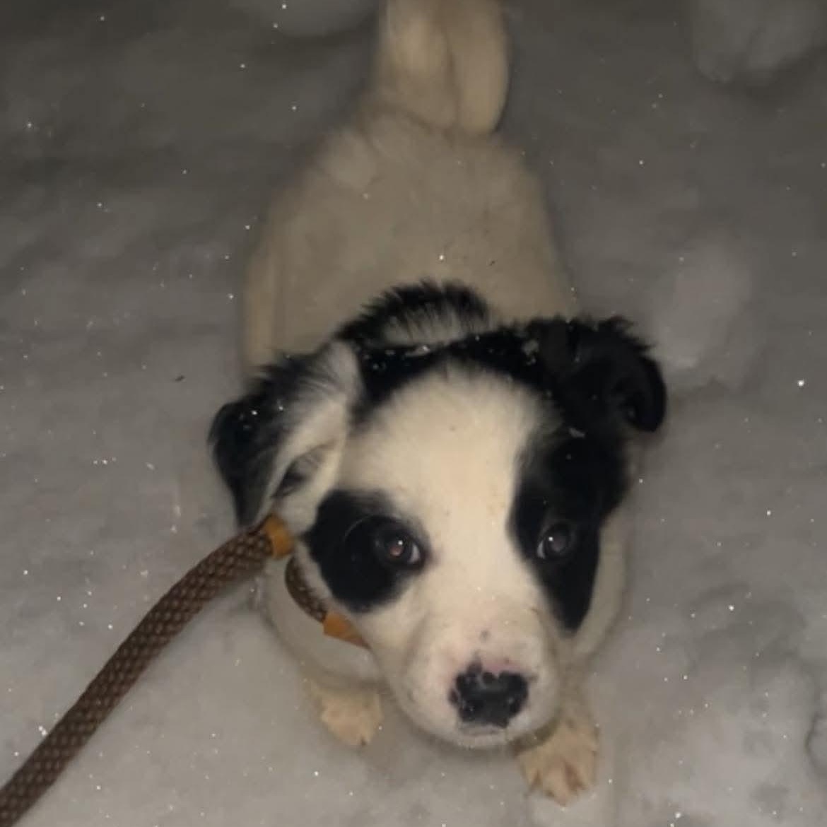 Enlarge BK, an adopted mixed breed in Bethlehem, PA image 2/3