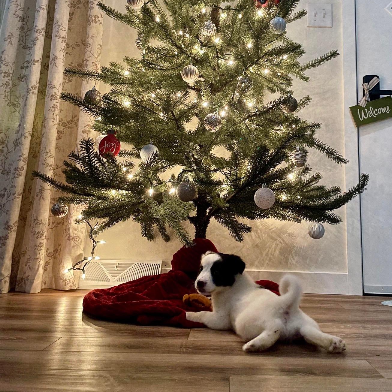 Enlarge BK, an adopted mixed breed in Bethlehem, PA image 3/3