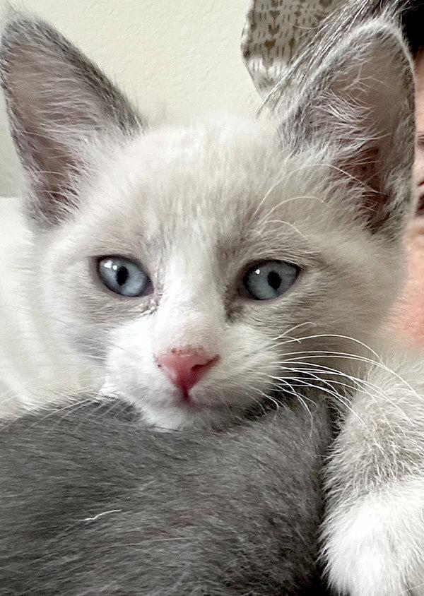 Camomile, Adoptable, Kitten Male Domestic Short Hair & Snowshoe.