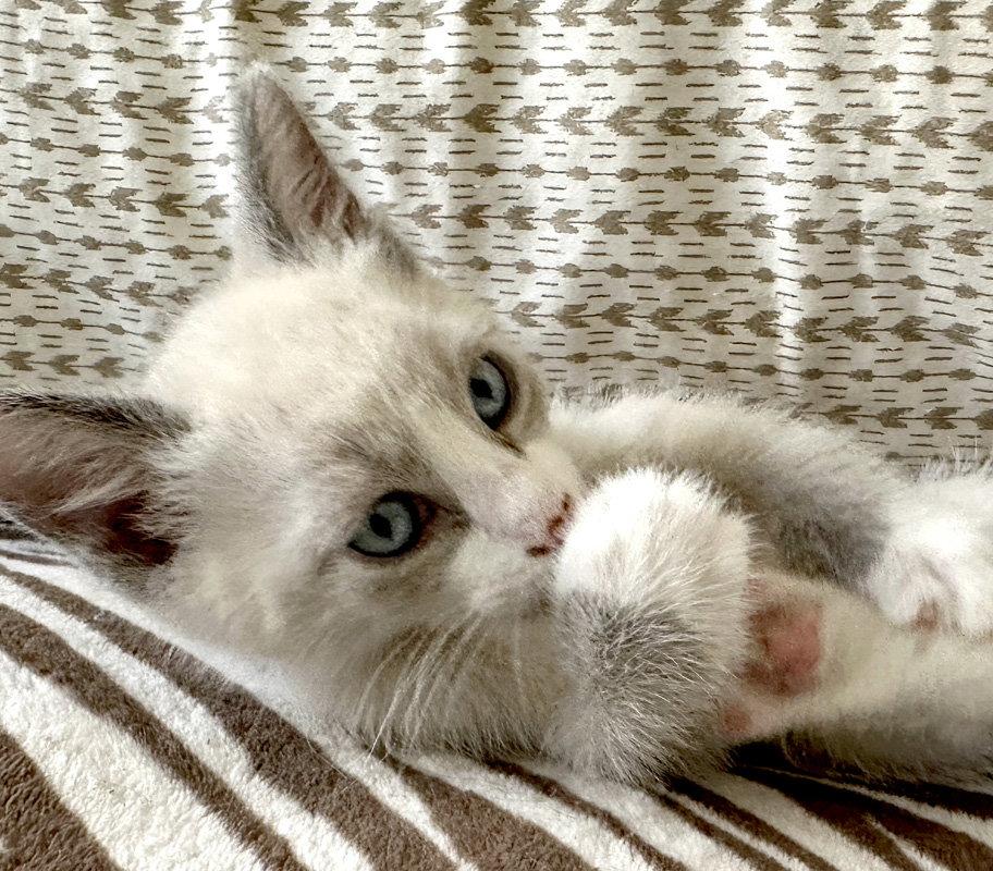 Camomile, a Adoptable mixed breed in Ventura, CA image 2/3