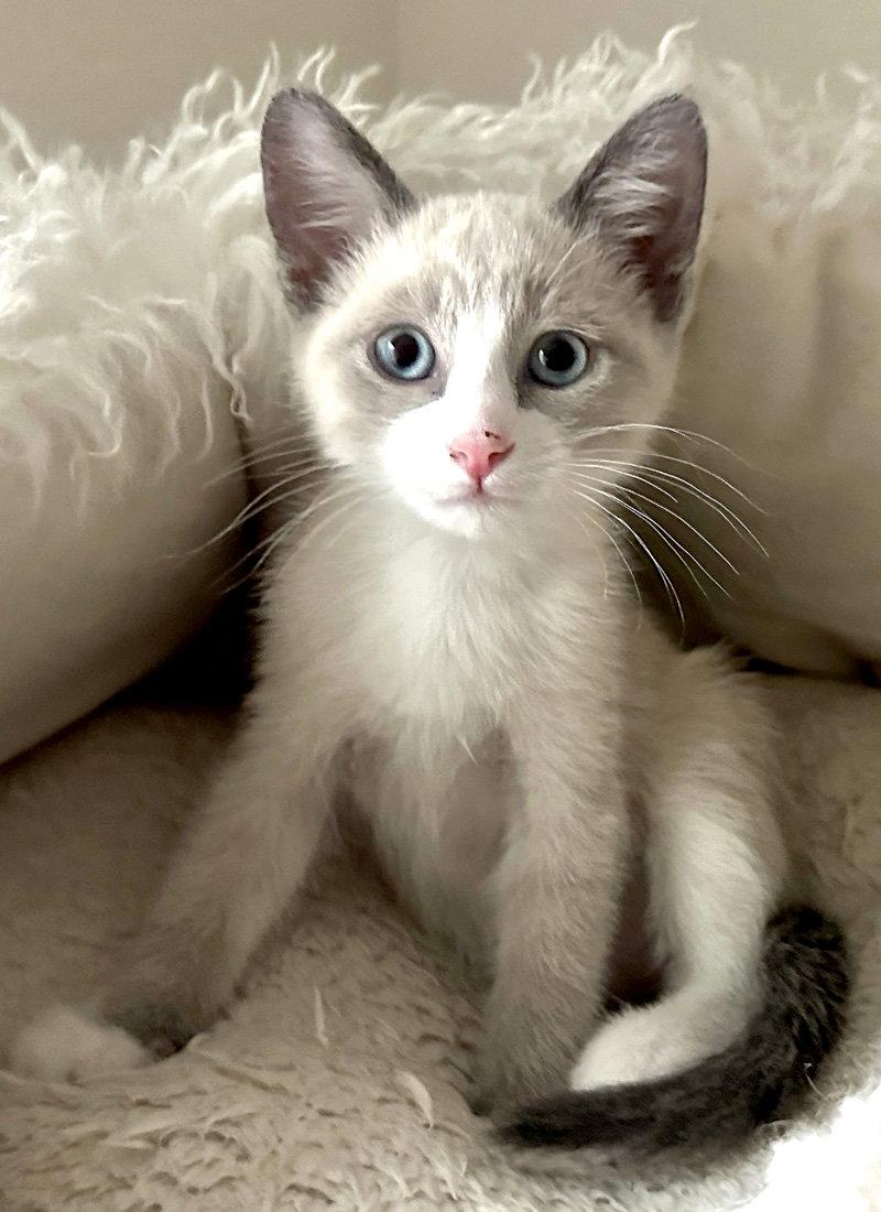 Camomile, a Adoptable mixed breed in Ventura, CA image 3/3