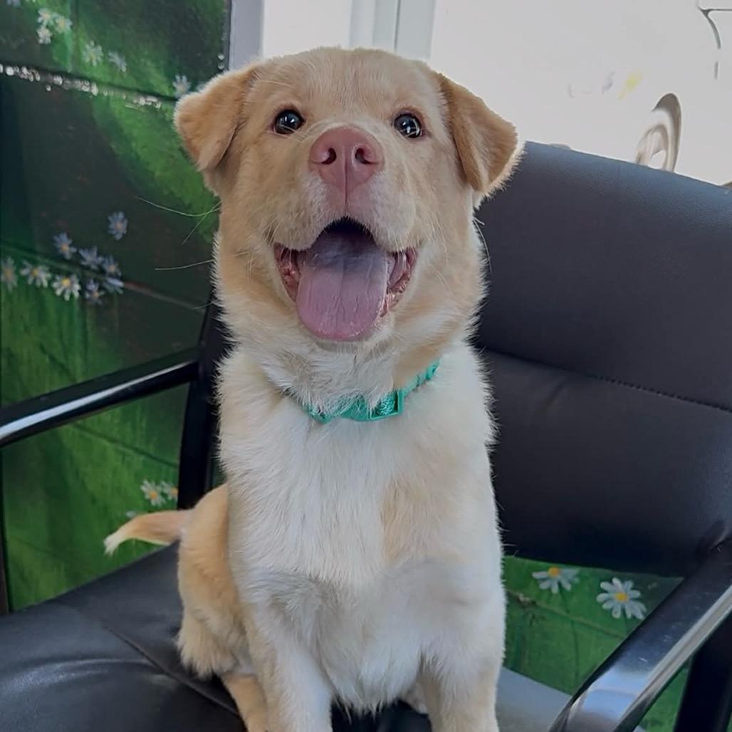 Sunny, Adoptable, Puppy Male Mixed Breed.