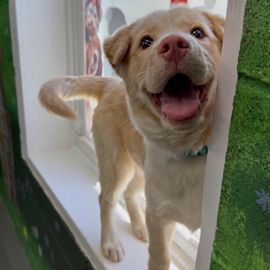 Enlarge Sunny, a Adoptable Mixed Breed in Walnut Cove, NC image 2/6