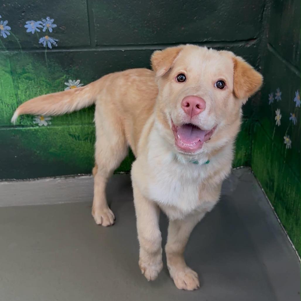 Enlarge Sunny, a Adoptable Mixed Breed in Walnut Cove, NC image 3/6
