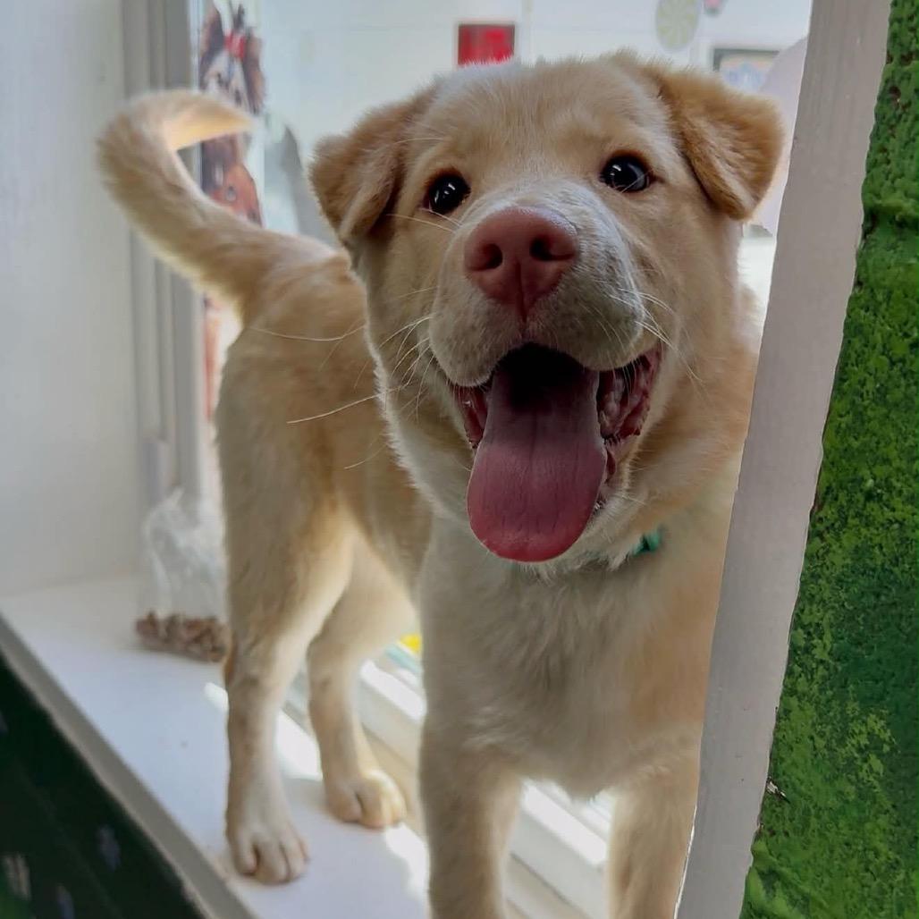 Enlarge Sunny, a Adoptable Mixed Breed in Walnut Cove, NC image 4/6