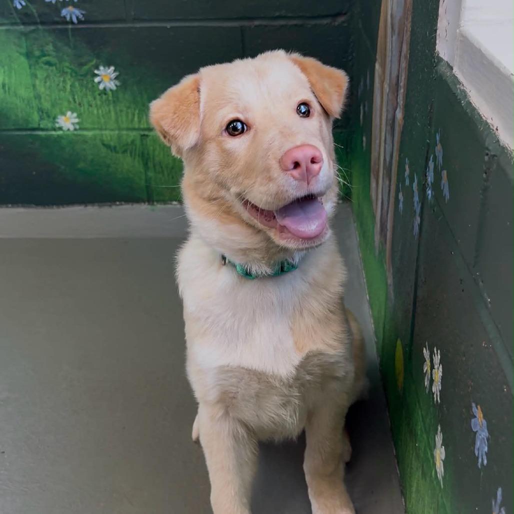 Enlarge Sunny, a Adoptable Mixed Breed in Walnut Cove, NC image 5/6
