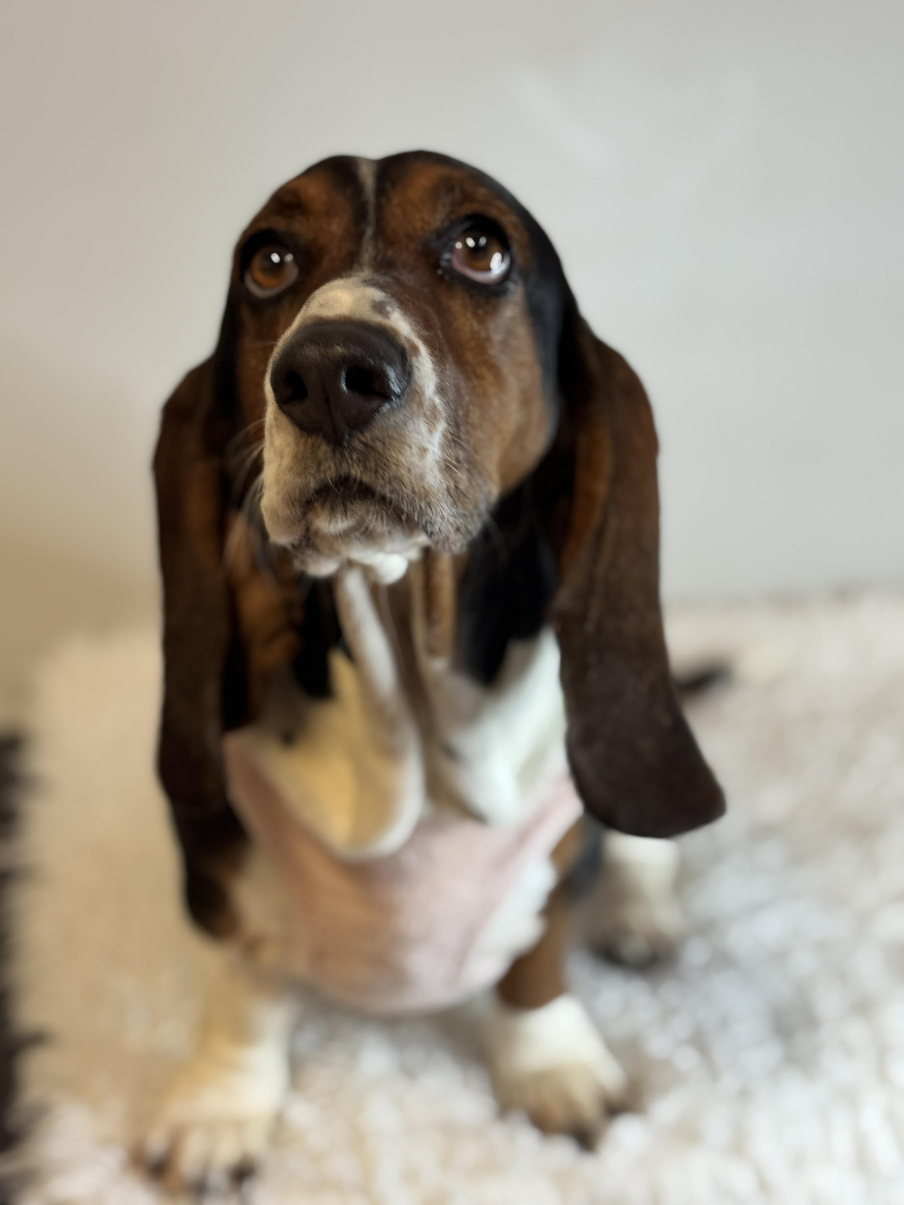 Enlarge Mirabelle, a ADOPTABLE Basset Hound in Richmond, VA image 6/6
