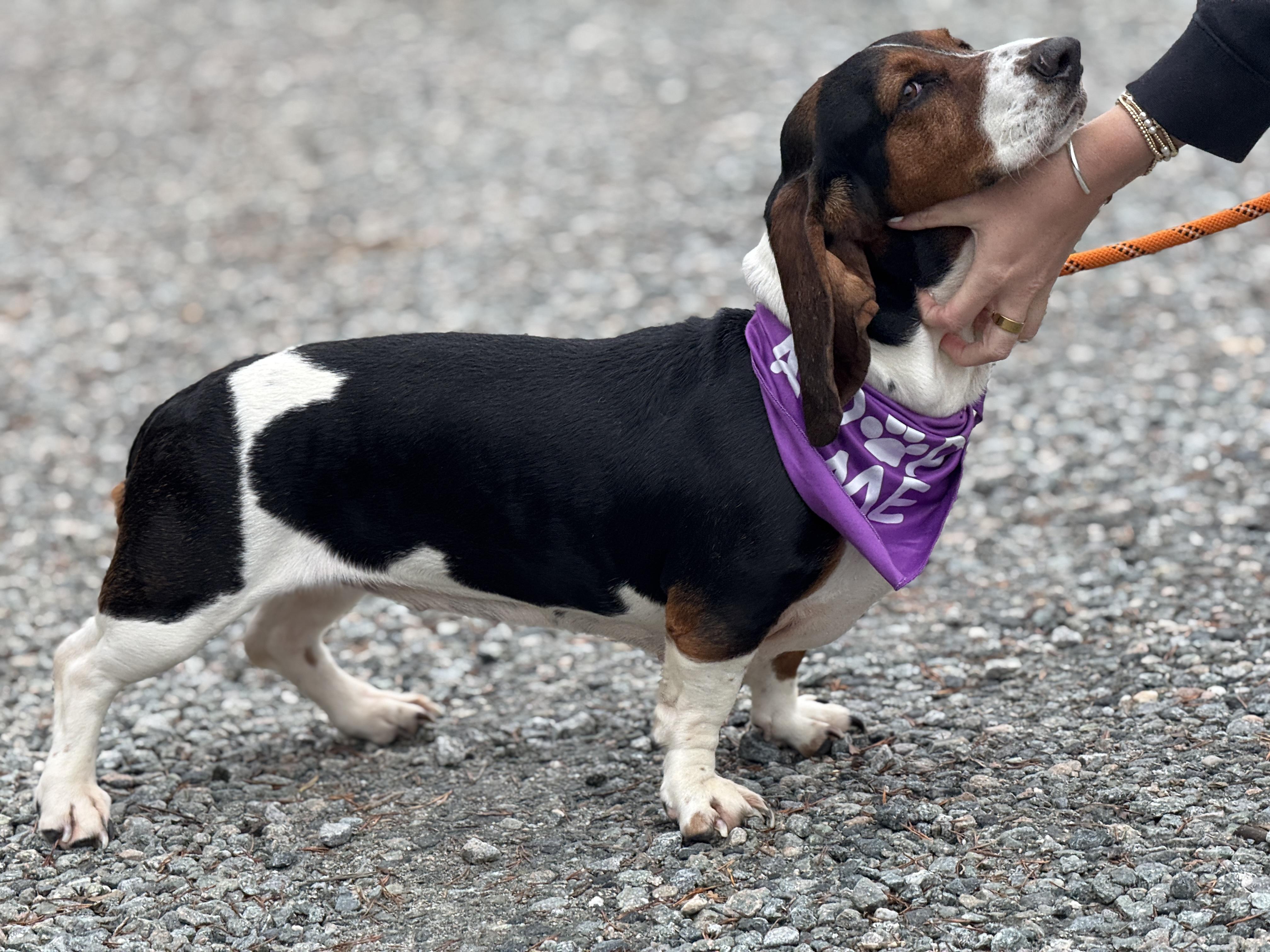 Enlarge Mirabelle, a ADOPTABLE Basset Hound in Richmond, VA image 4/6