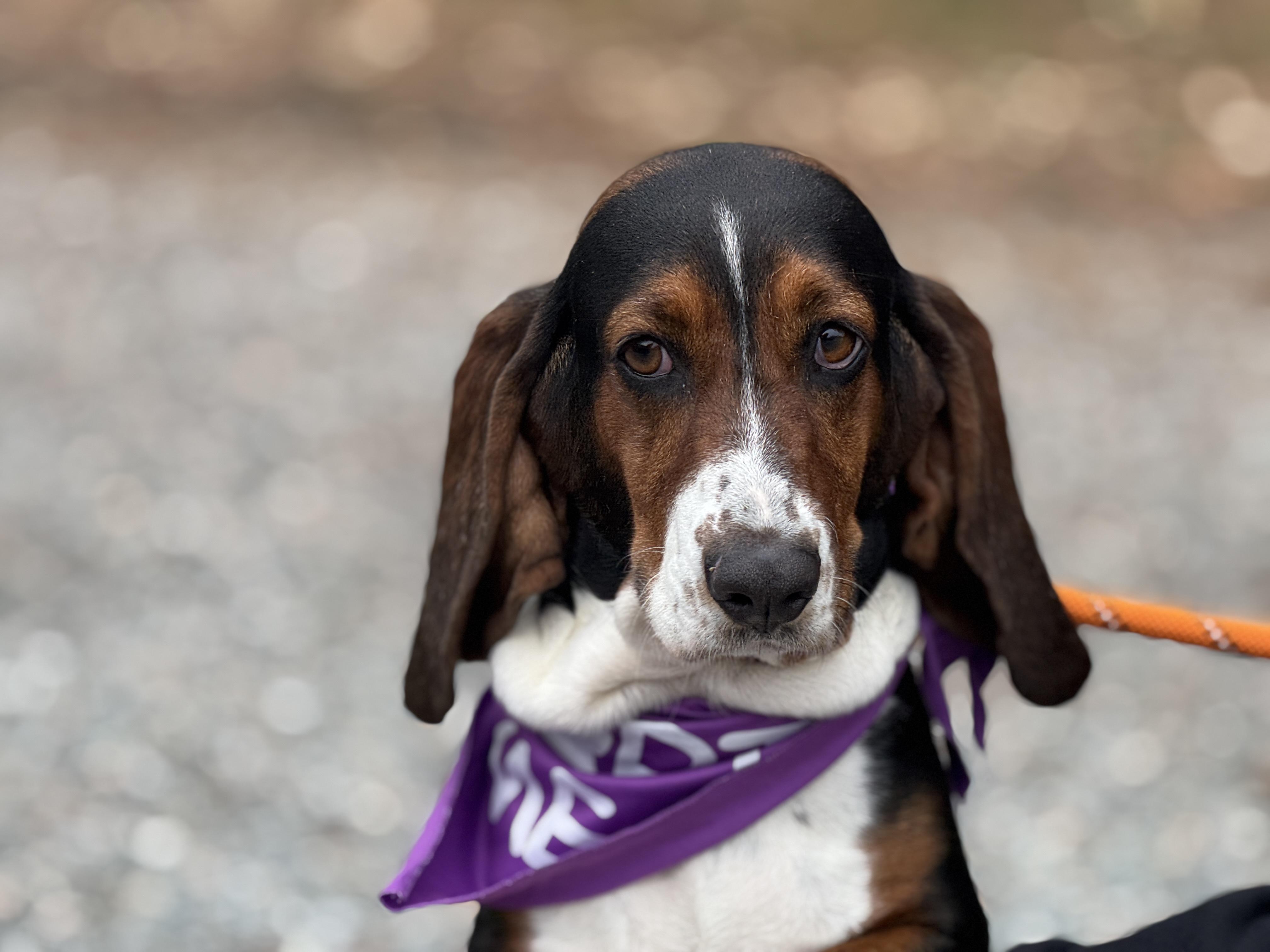 Enlarge Mirabelle, a ADOPTABLE Basset Hound in Richmond, VA image 5/6