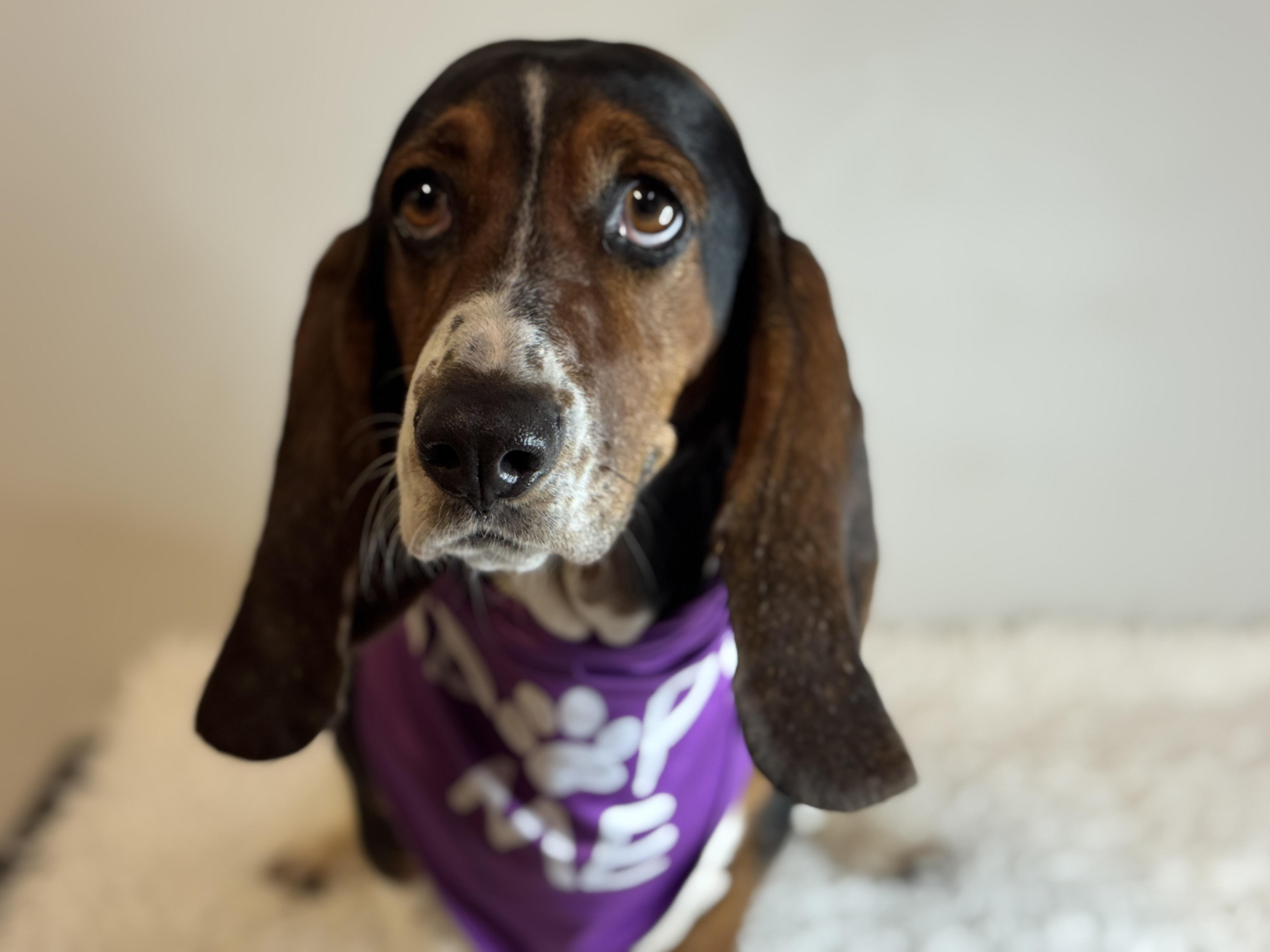 Enlarge Mirabelle, a ADOPTABLE Basset Hound in Richmond, VA image 3/6