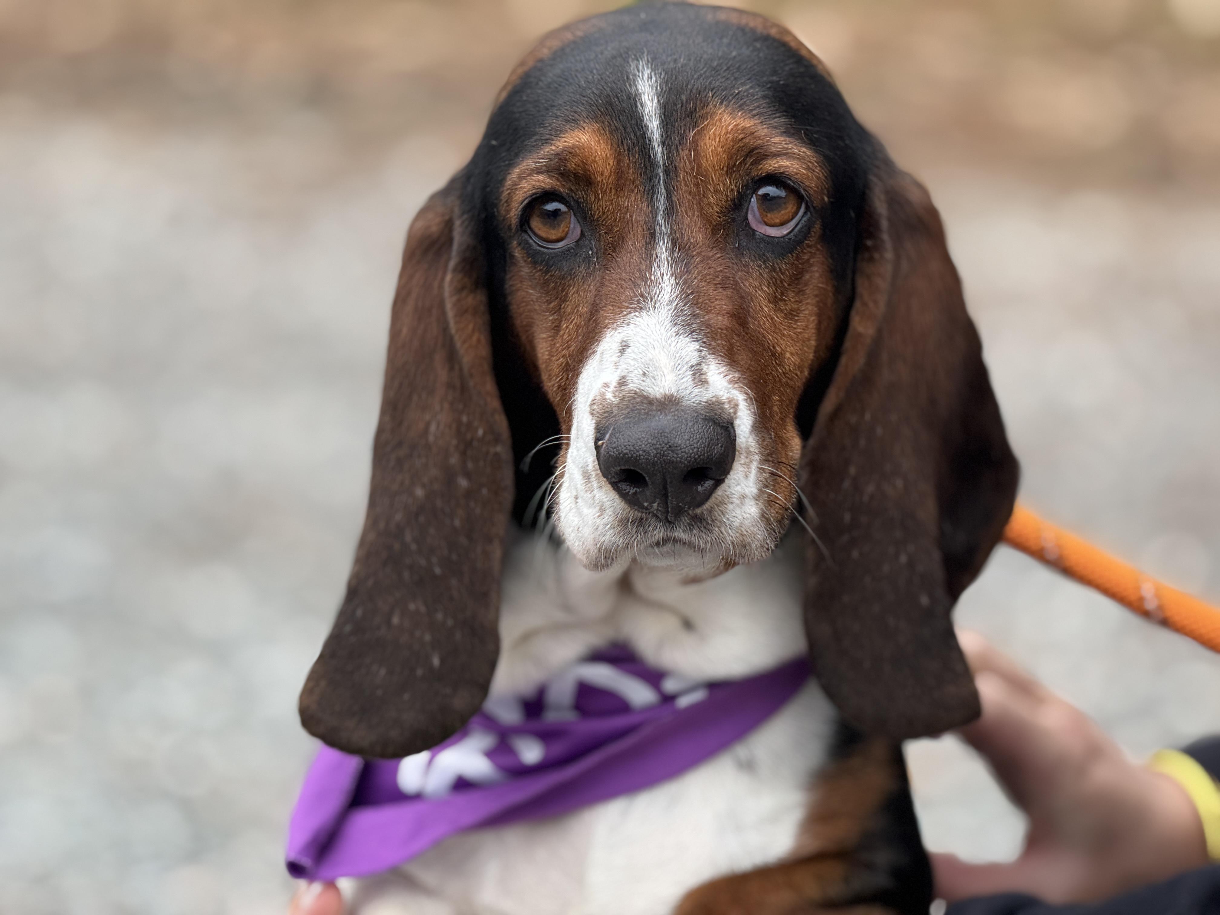Mirabelle, ADOPTABLE, Adult Female Basset Hound.