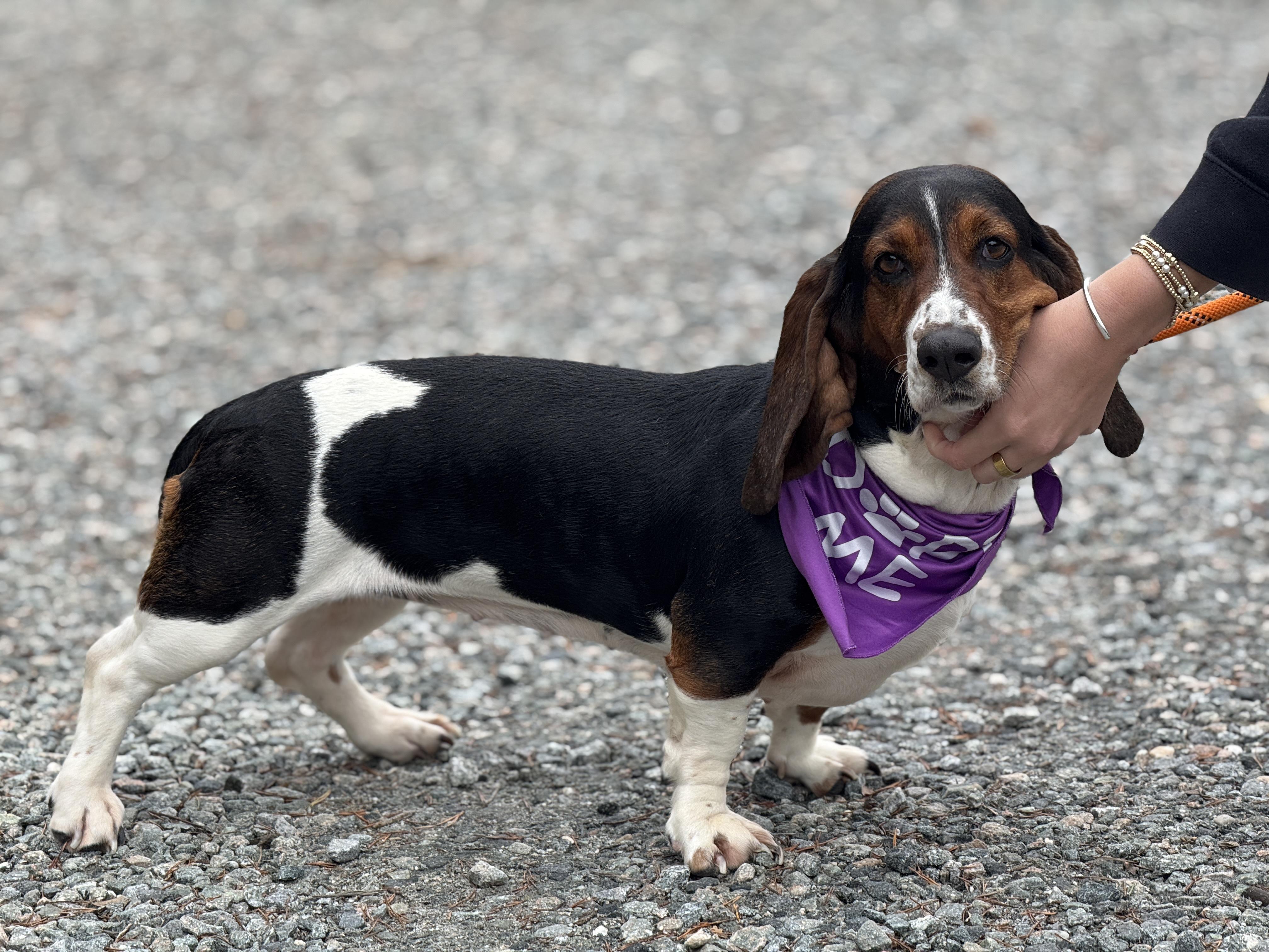 Enlarge Mirabelle, a ADOPTABLE Basset Hound in Richmond, VA image 2/6
