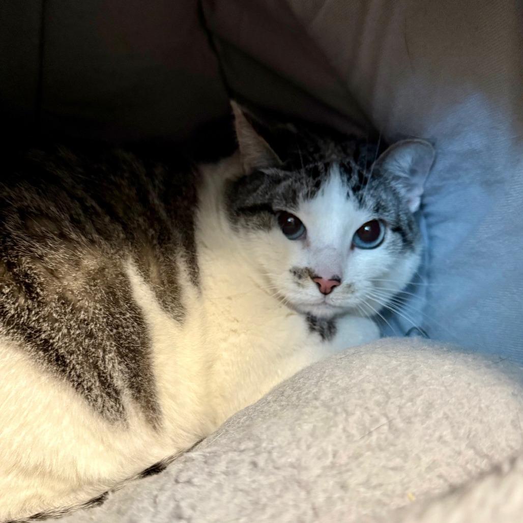 Charlotte, Adoptable, Senior Female Siamese.