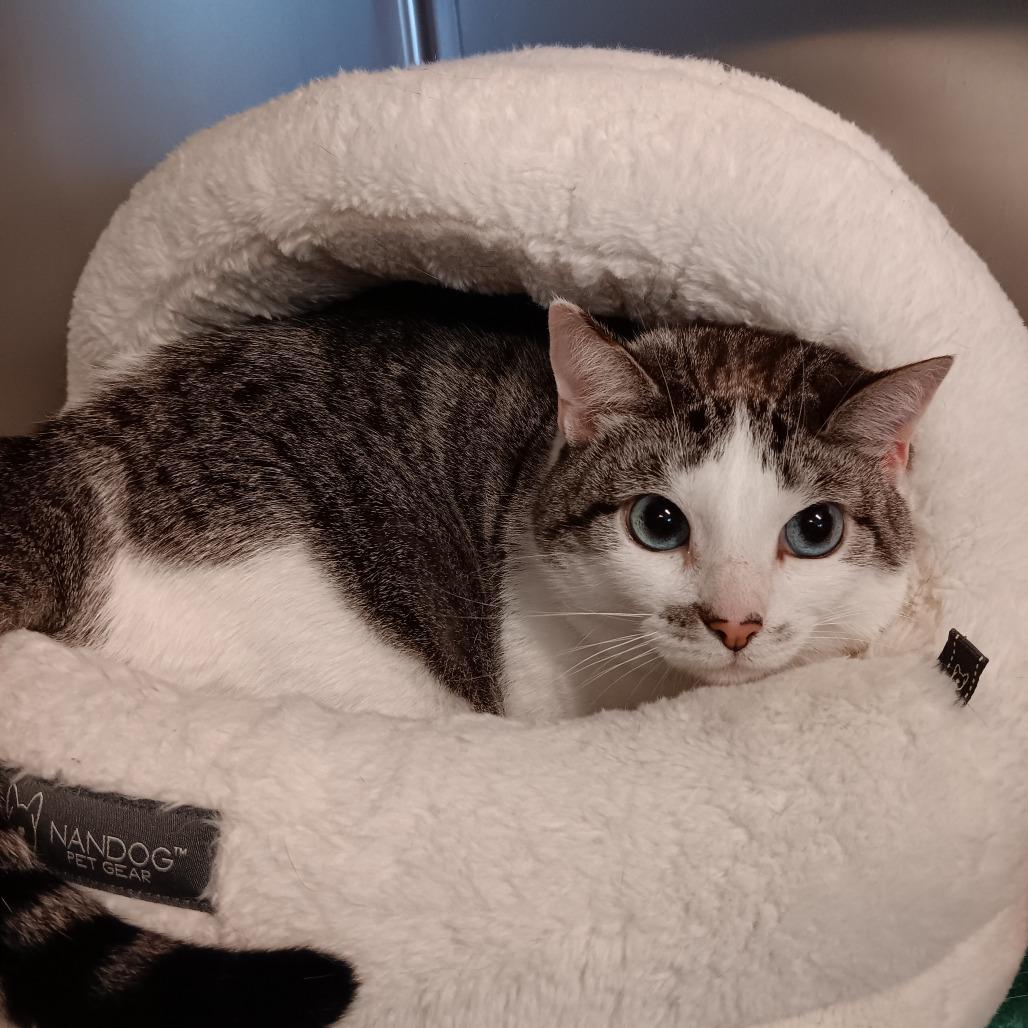 Charlotte, a Adoptable mixed breed in East Hampton, NY image 2/4