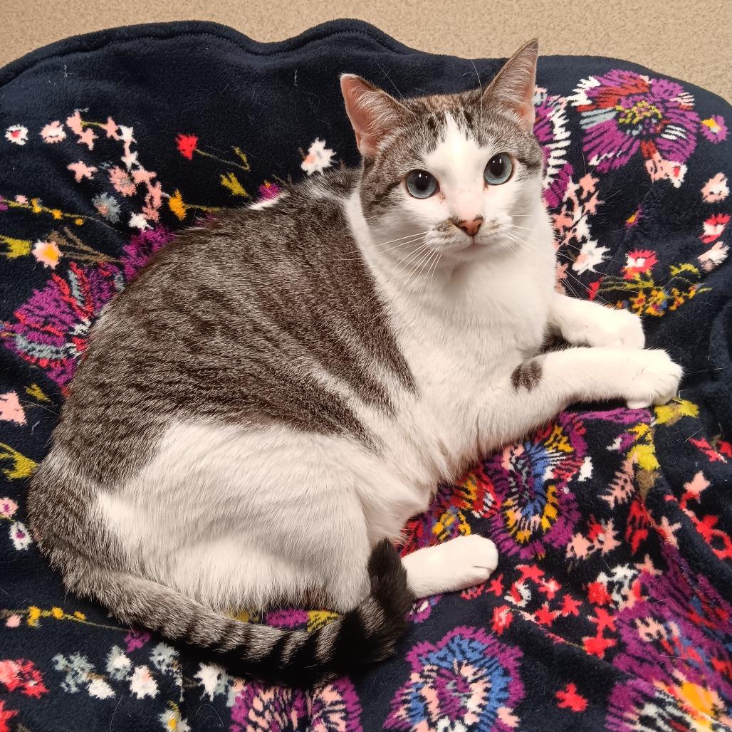 Charlotte, a Adoptable mixed breed in East Hampton, NY image 3/4